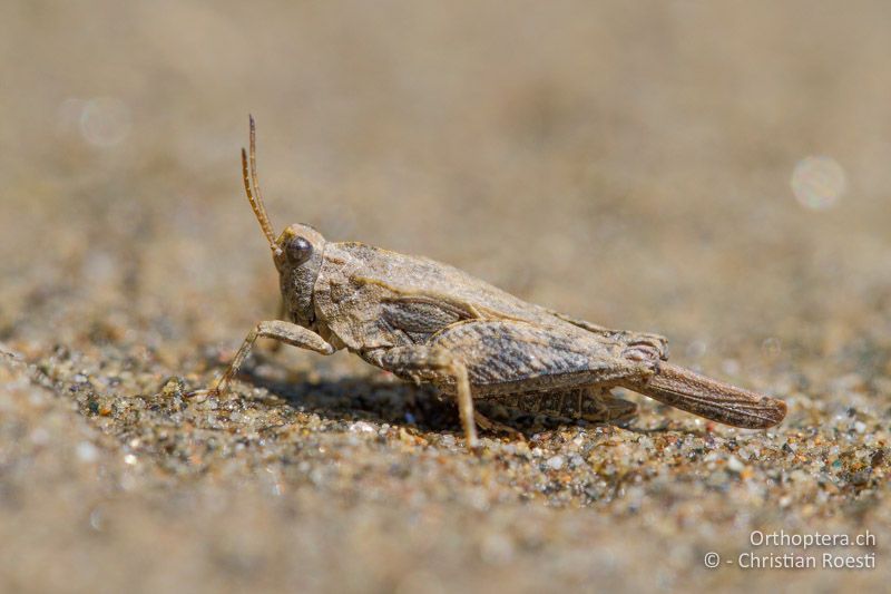 Tetrix bolivari ♂ - BG, Kardzhali, Krumovgrad, 23.04.2012