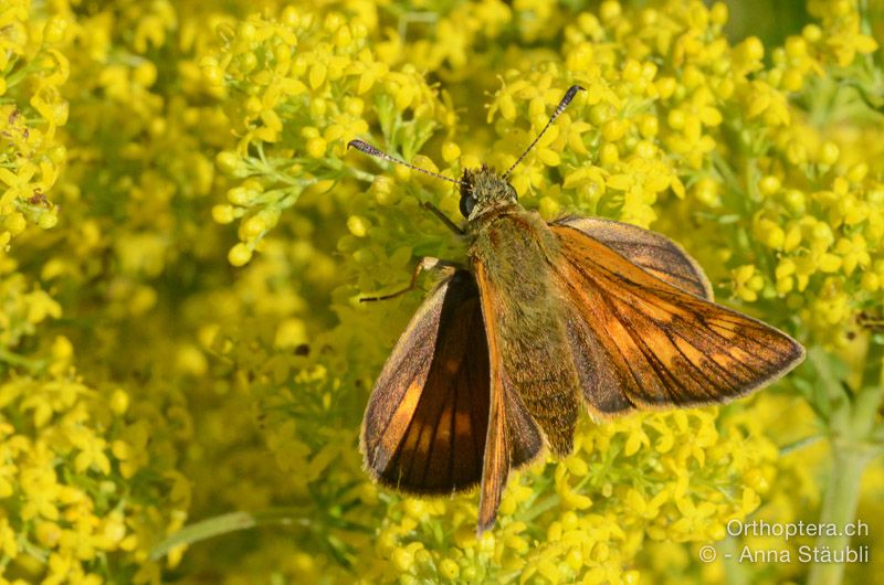 Mattfleckiger Kommafalter (Ochlodes venata) - HR, Istrien, Vela Učka, 20.07.2015