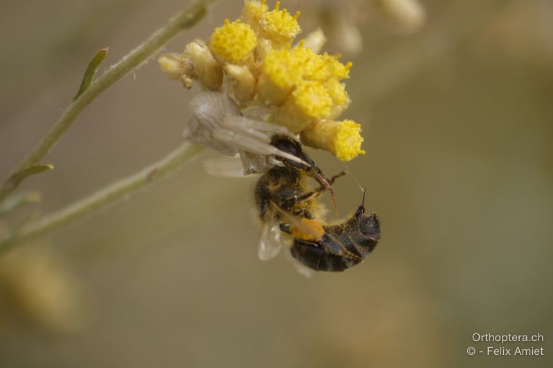 Krabbenspinne mit Beute - HR, Primorsko-goranska županija, Cres, Predošćica, 23.07.2015