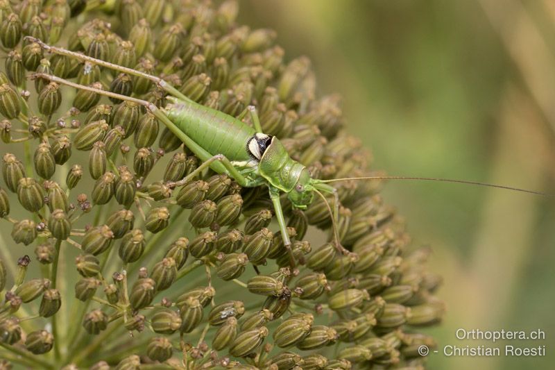 Ephippiger discoidalis minor ♂ - HR, Istrien, Račja Vas, Dol, 24.07.2015