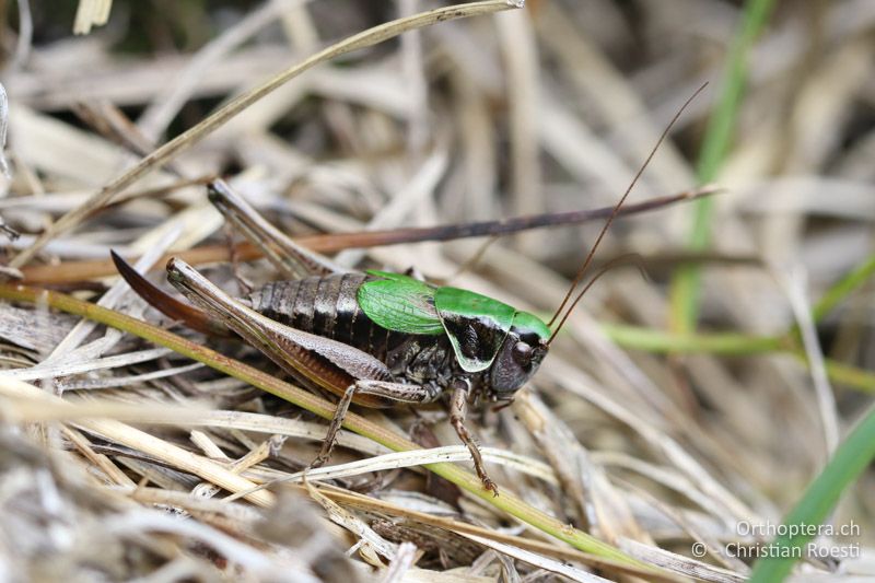 Metrioptera prenjica ♀ - SLO, Gorenjska, Mt. Vogel, 19.09.2016