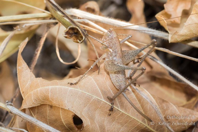 Zierliche Strauchschrecke (Rhacocleis germanica) ♀ - GR, Zentralmakedonien, Efkarpia, 05.07.2017