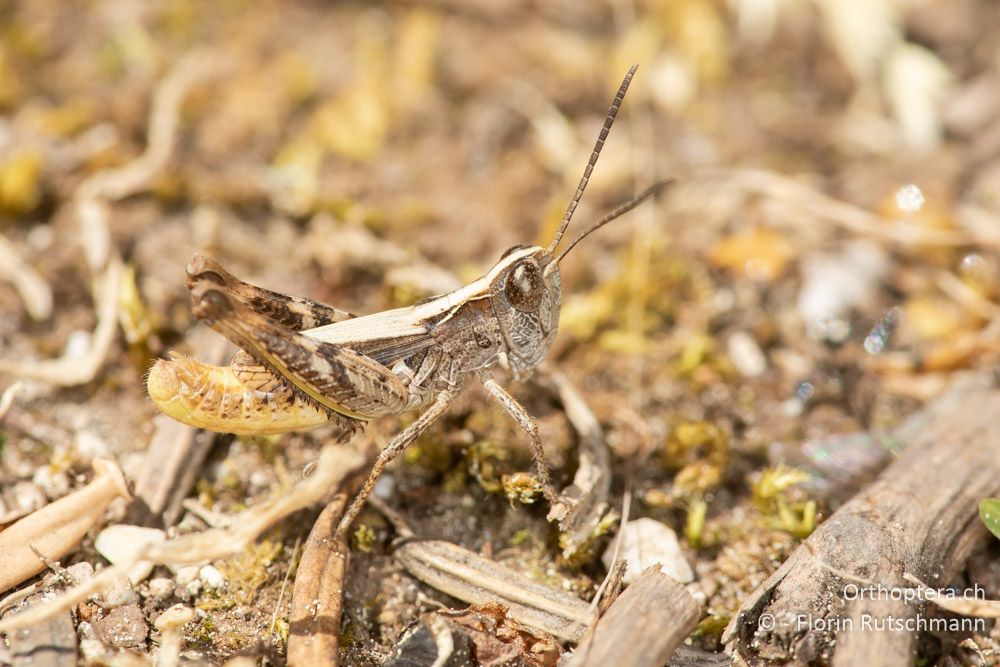 Chorthippus sangiorgii ♂ - GR, Ionische Inseln, Kefalonia, 15.06.2024