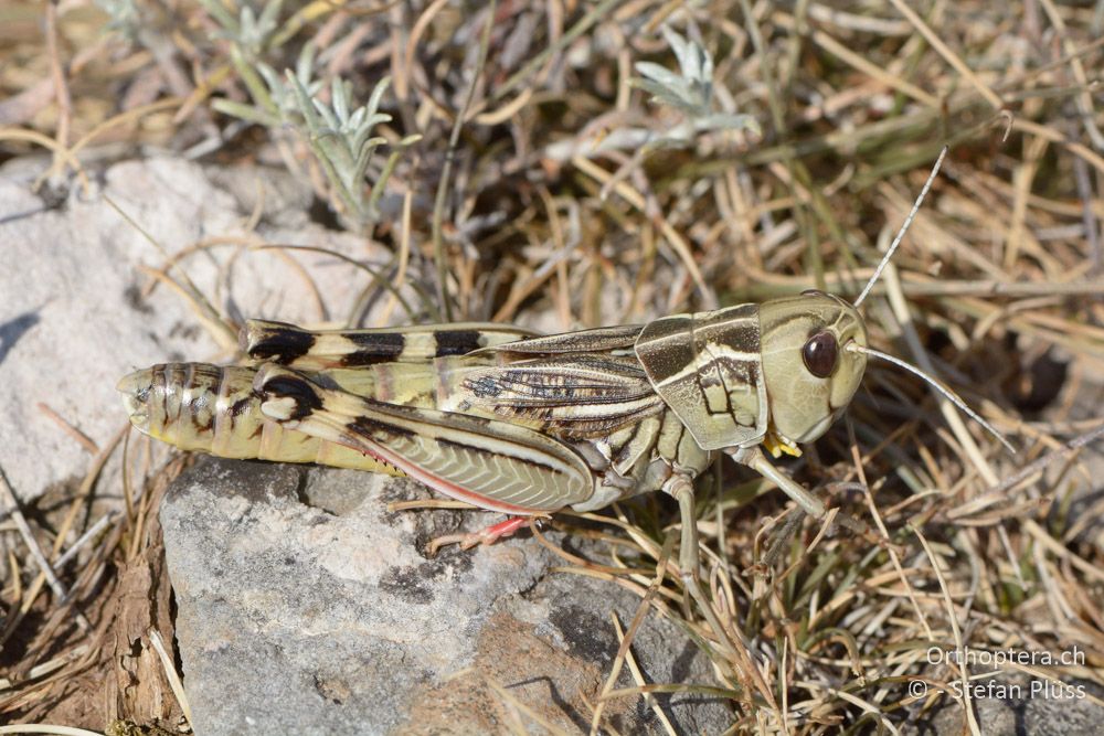 Arcyptera brevipennis brevipennis ♀ - HR, Cres, Predošćica, 23.07.2015