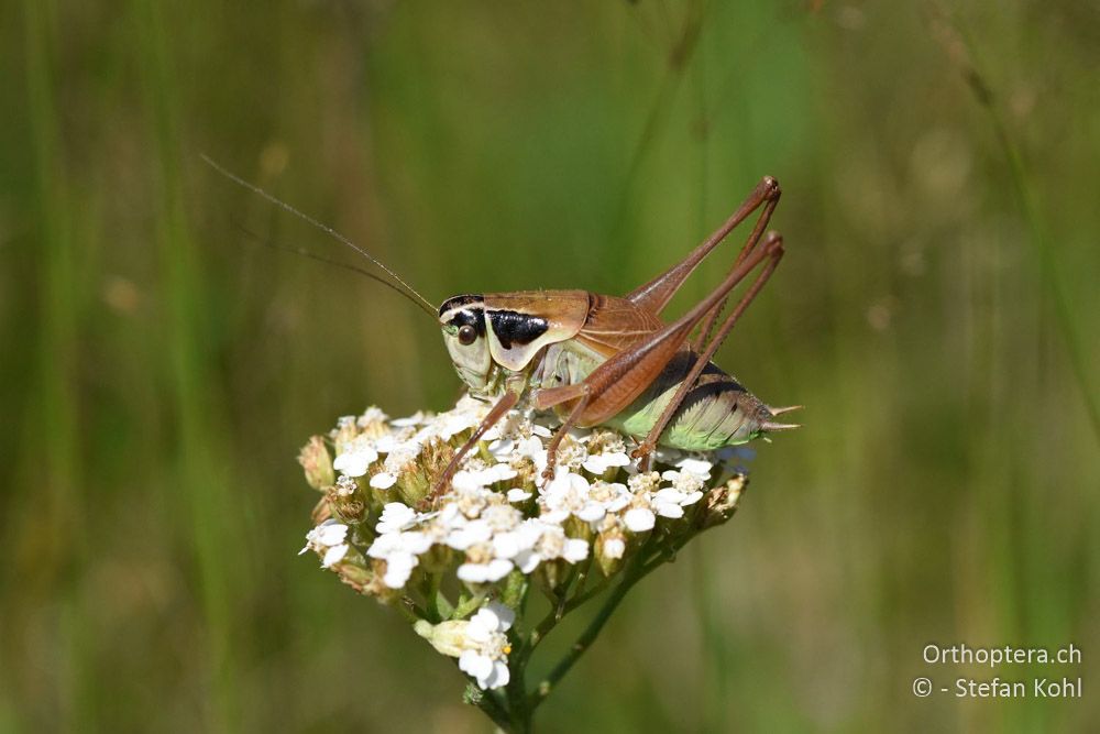 Pholidoptera frivaldszkyi ♂ - BG, Sofia, Kopriwschtiza, 11.07.2018