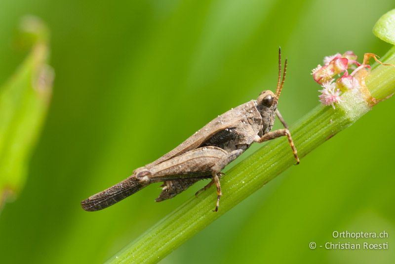 Tetrix subulata ♂ - CH, BE, Wasen, 12.05.2009