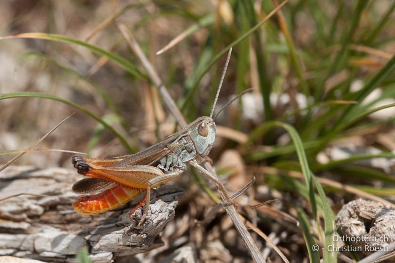 Stenobothrus fischeri ♂ - FR, Hérault, Notre-Dame-de-Londres, 30.05.2009