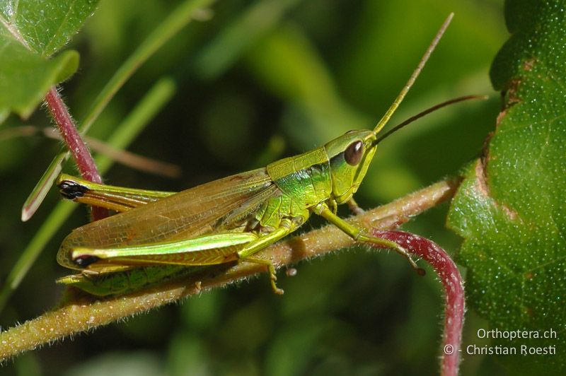 Chrysochraon dispar ♂ - CH, VS, Sierre, 01.08.2007