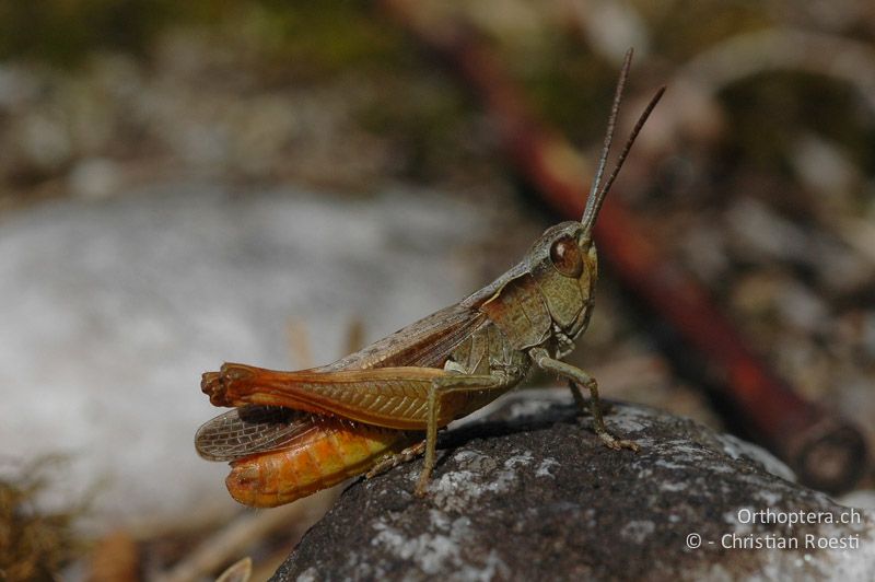 Chorthippus vagans ♂ - CH, VS, Salgesch, 31.07.2007