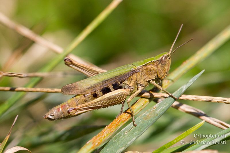 Chorthippus dorsatus ♀ - CH, BL, Diegten 21.08.2013