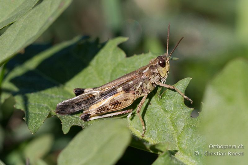 Aiolopus thalassinus ♂ - CH, TI, Coldrerio, 03.09.2013