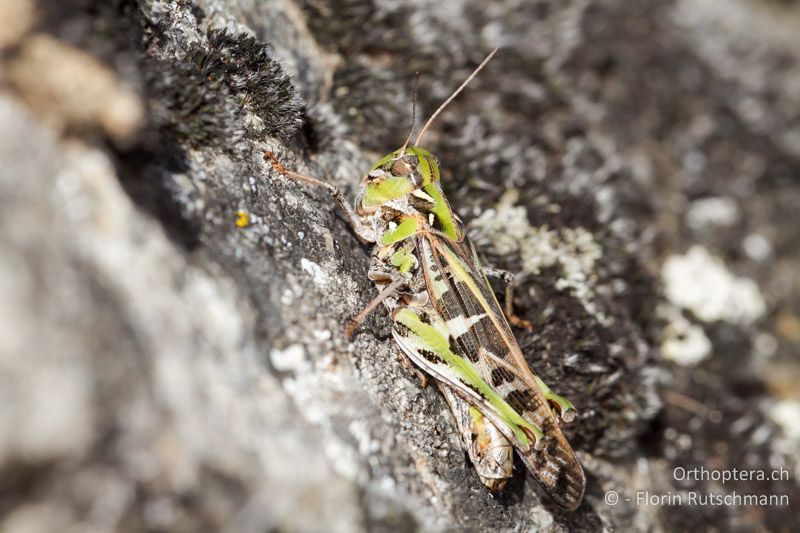 Oedaleus decorus ♀ - CH, VS, Gampel, 10.08.2013