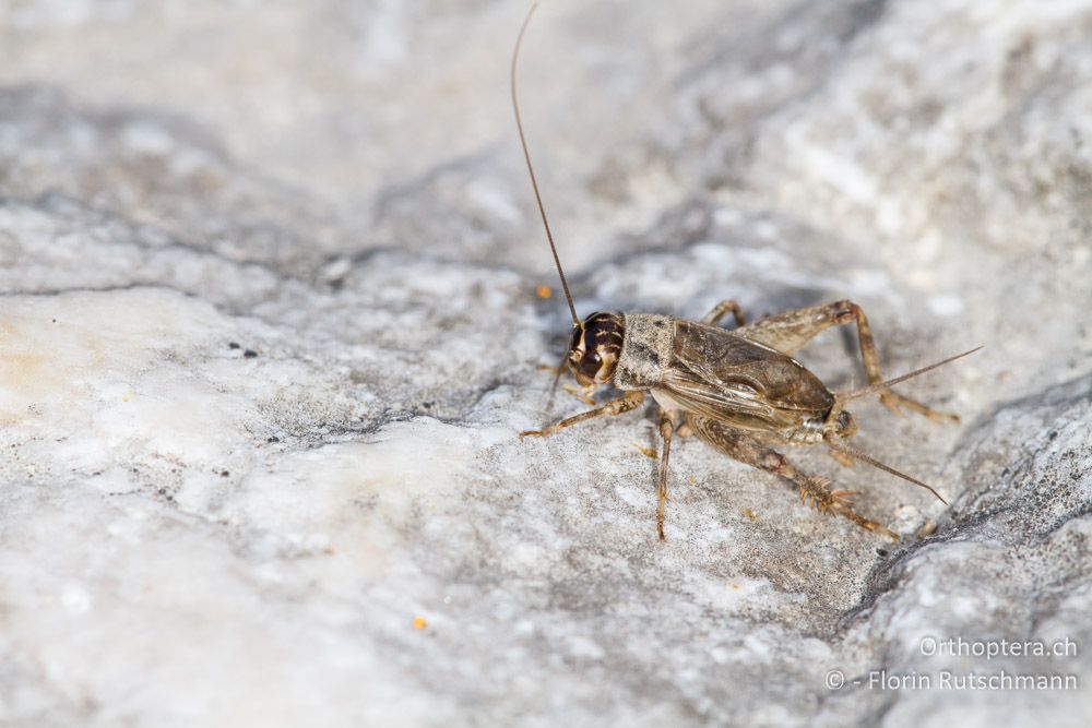 Modicogryllus bordigalensis - HR, Istrien, Pazin, 12.06.2014