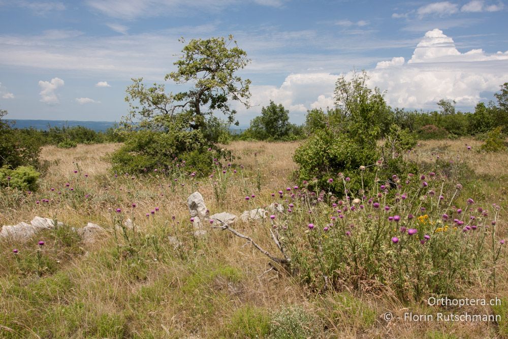 Typische Landschaft, wie man sie an vielen Stellen findet - HR, Istrien, Brovinje, 13.06.2014