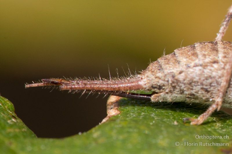 Legeröhre und Cerci von Arachnocephalus vestitus ♀ - IT, Marken, Fabriano, 28.09.2014