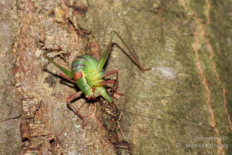 Barbitistes serricauda ♀ bei der Eiablage - DE, Bayern, München, 03.08.2012