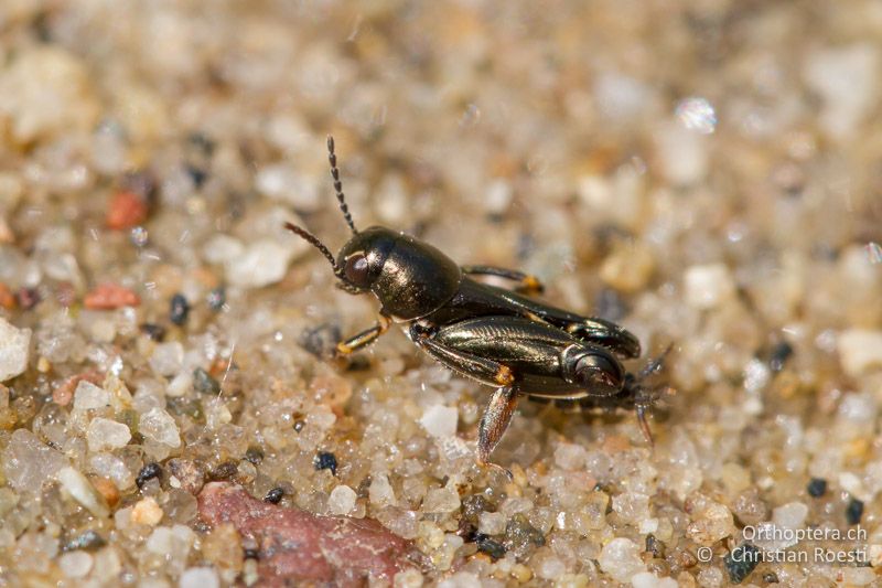 Xya pfaendleri ♂ - GR, Ostmakedonien, Elaia, 17.05.2013