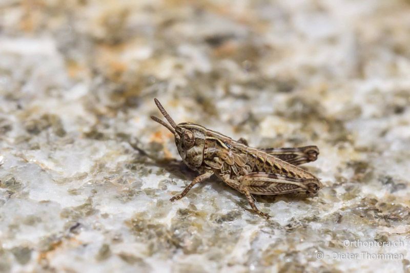 2. Larvenstadium von Myrmeleotettix maculatus - CH, VS, Zermatt, Gornerli, 12.08.2013