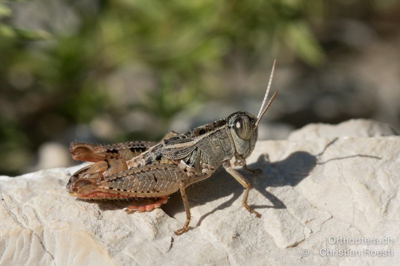 Paracaloptenus cristatus ♂ - HR, Istrien, Mala Učka, 21.07.2015