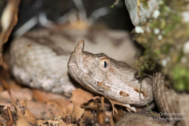 Europäische Hornotter (Vipera ammodytes) - HR, Istrien, Račja Vas 25.06.2016