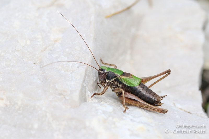 Metrioptera prenjica ♂ - SLO, Gorenjska, Mt. Vogel, 19.09.2016