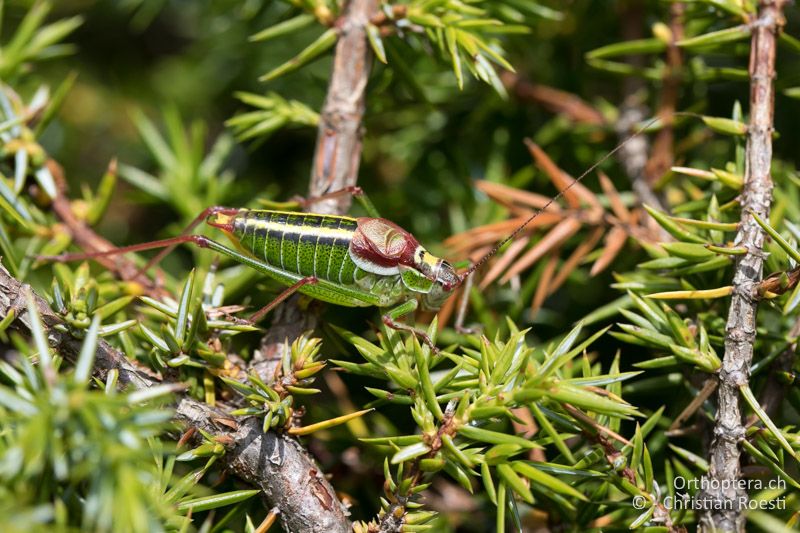 Isophya speciosa ♂ - BG, Blagoewgrad, Bergwiese bei Pass nach Pirin, 12.07.2018