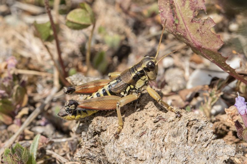 Gewöhnliche Gebirgsschrecke (Podisma pedestris) ♂ - GR, Ostmakedonien, Mt. Pangeon, 06.07.2017