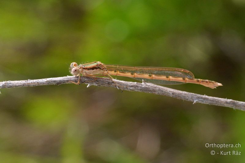 Gemeine Winterlibelle (Sympecma fusca) ♀ - FR, Grube bei St. Gilles, 10.07.2014