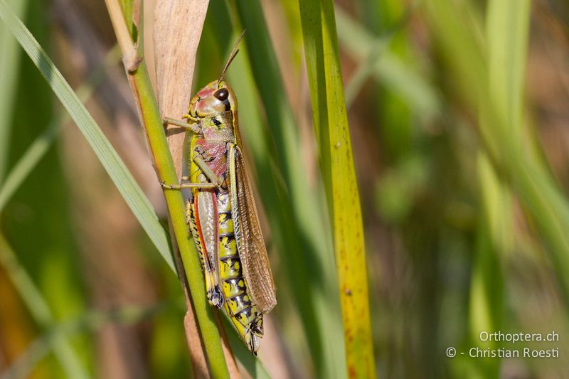 Stethophyma grossum ♀ - CH, VD, Cudrefin, 06.09.2013