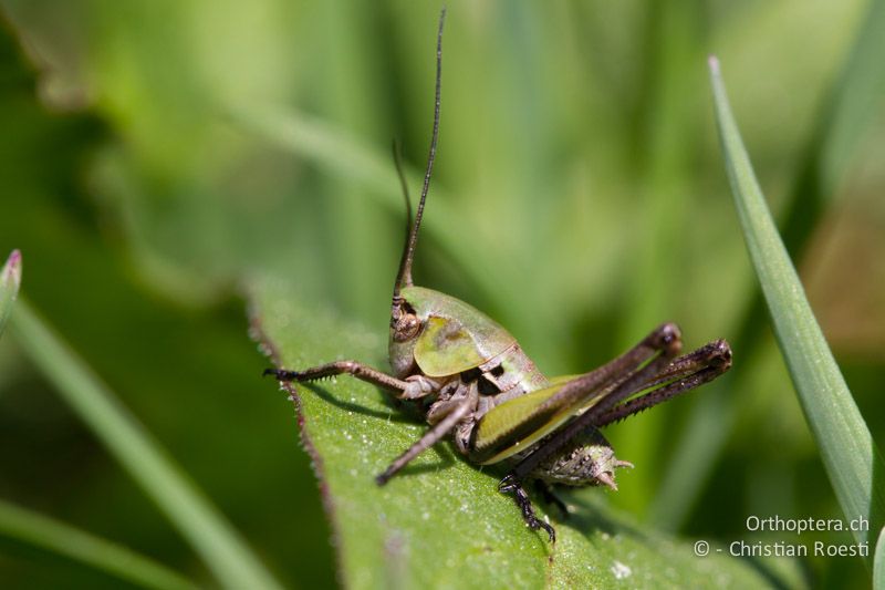 Larve von Decticus verrucivorus - CH, BE, Stechelberg, 16.06.2013