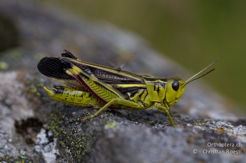 Arcyptera fusca ♂ - CH, VS, Riederhorn, 19.08.2011