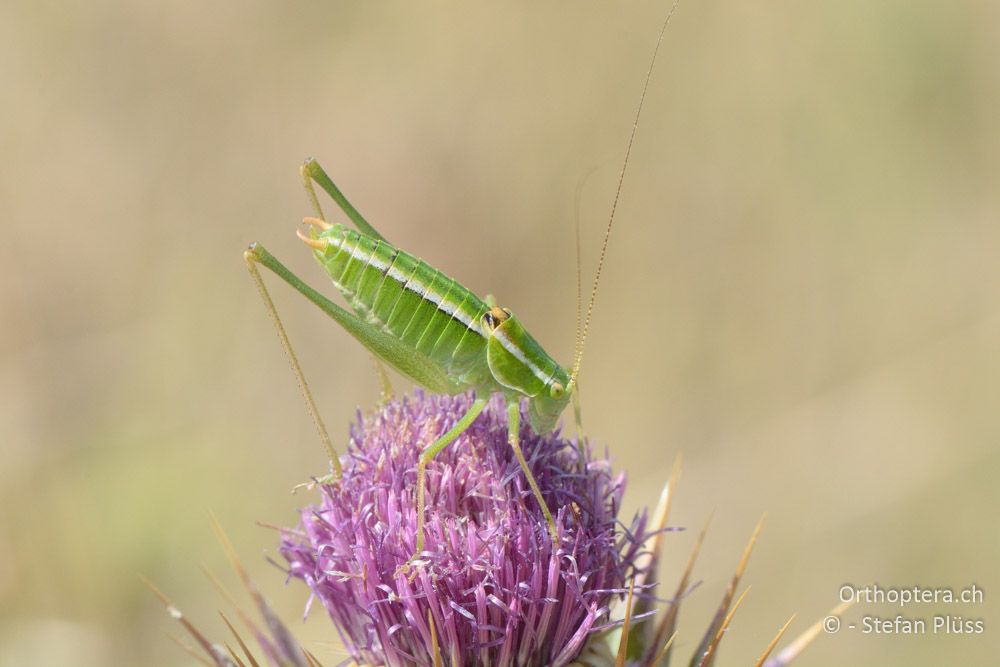 Poecilimon elegans ♂ - HR, Istrien, Vela Učka, 20.07.2015