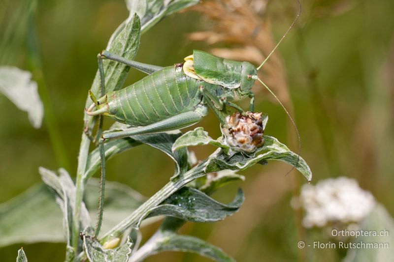 Polysarcus denticauda ♂ - CH, SH, Zelgli, 04.06.2011