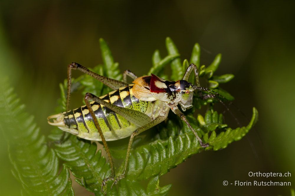 Poecilimon affinis - Mt. Vernon, 17.07.2011