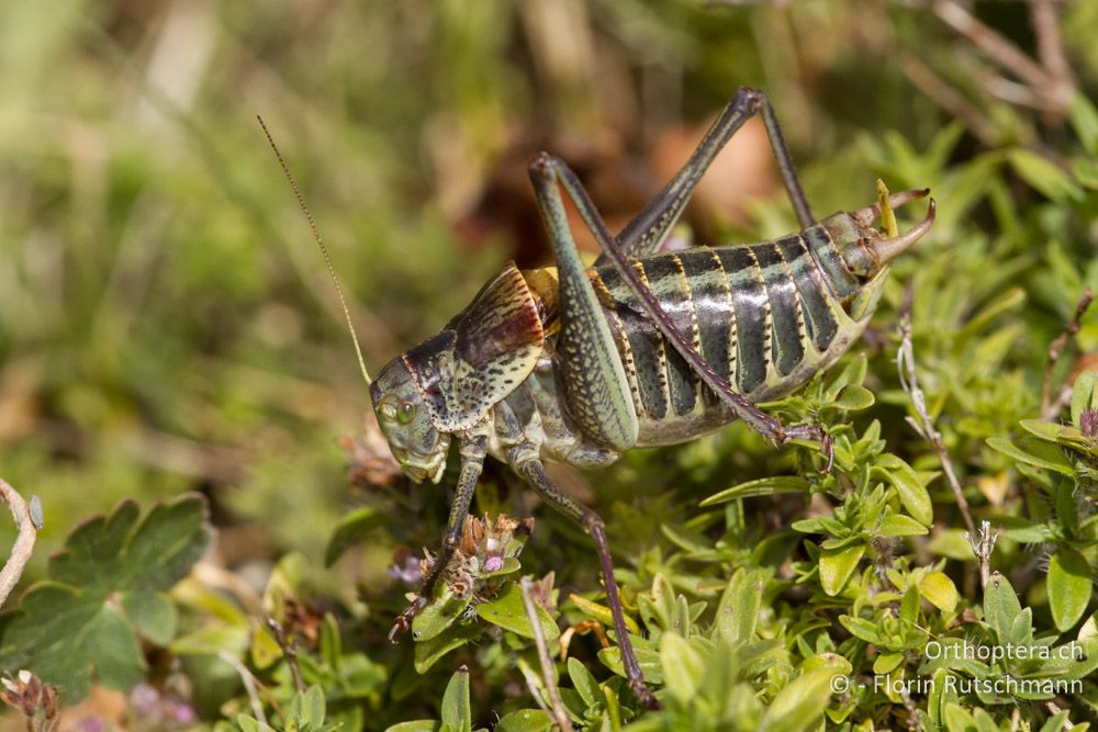 Dunkle Morphe der Wanstschrecke (Polysarcus denticauda) - Mt. Varnous, 20.07.2012