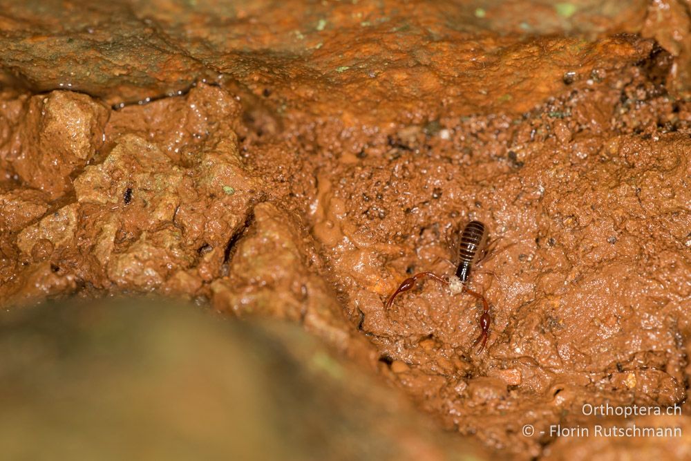 Pseudoskorpion frisst einen Springschwanz - HR, Cres, Beli, 30.07.2014