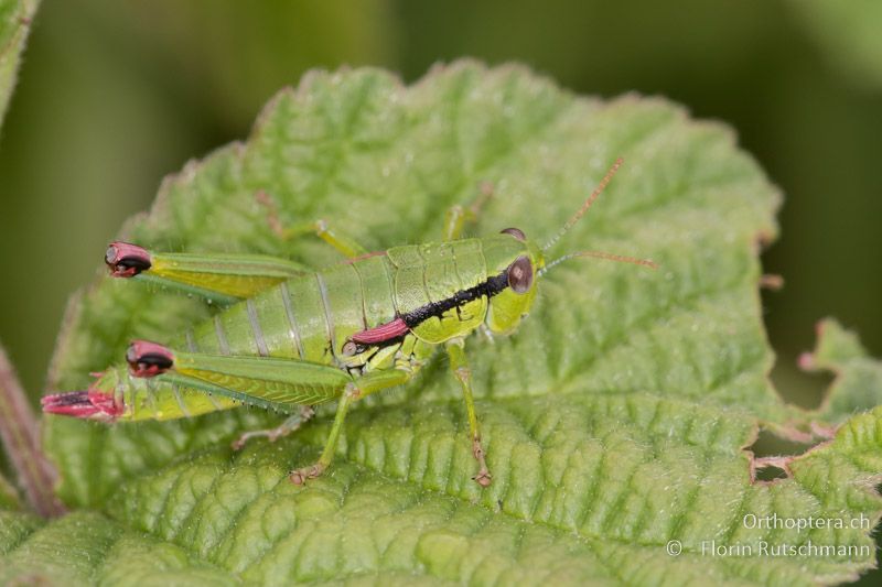 Odontopodisma decipiens ♀ - AT, Burgenland, Rohrbach, 05.07.2016