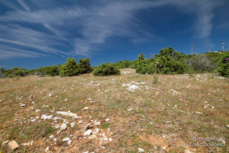 Intensiv beweidete Landschaft mit Wacholder auf karstigem Untergrund - HR, Primorje-Gorski Kotar, Krk, 08.06.2014