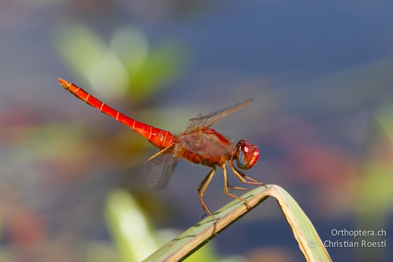 Crocothemis erythraea, Broad Scarlet ♂ - SA, Limpopo, Nylsvlei Nature Reserve, 31.12.2014