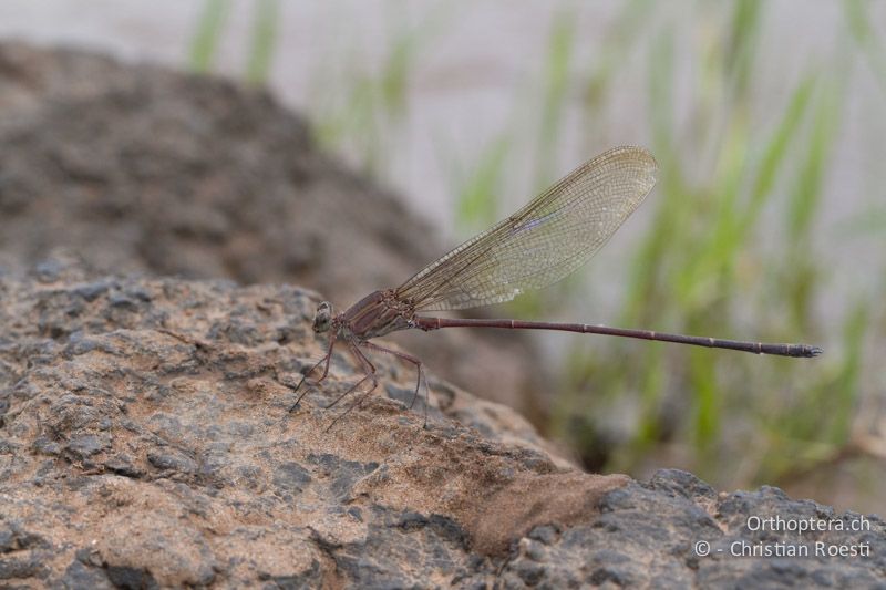 Phaon iridipennis, Glistening Demoiselle ♂ - SA, Limpopo, Mutale, Pafuri River Camp, 02.01.2015