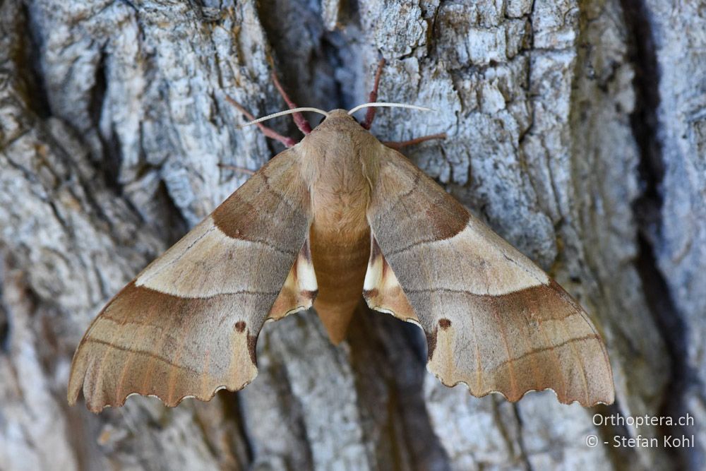 Eichenschwärmer (Marumba quercus) ♀ - BG, Plowdiw, Belovitsa, 10.07.2018