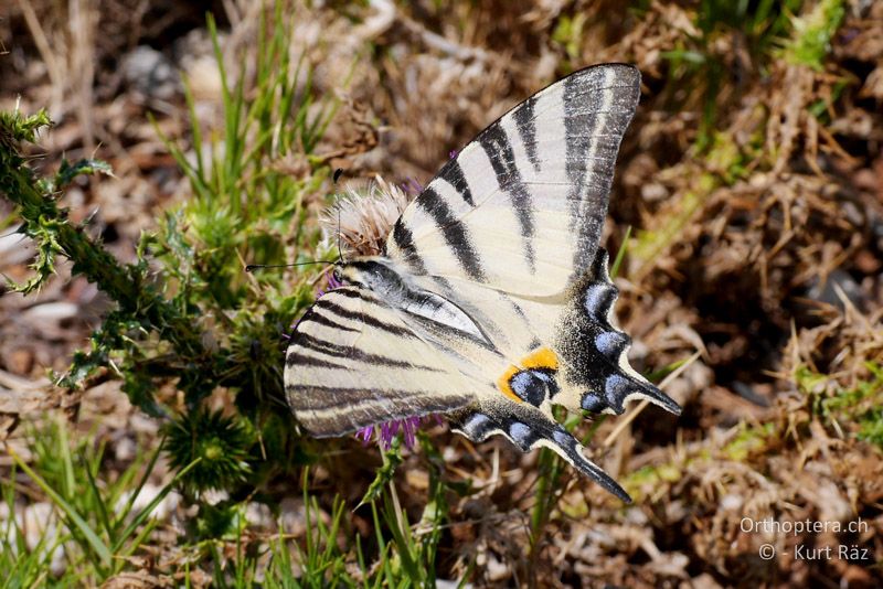 Segelfalter (Iphiclides podalirius) - FR, Plateau d' Aumelas, 11.07.2014