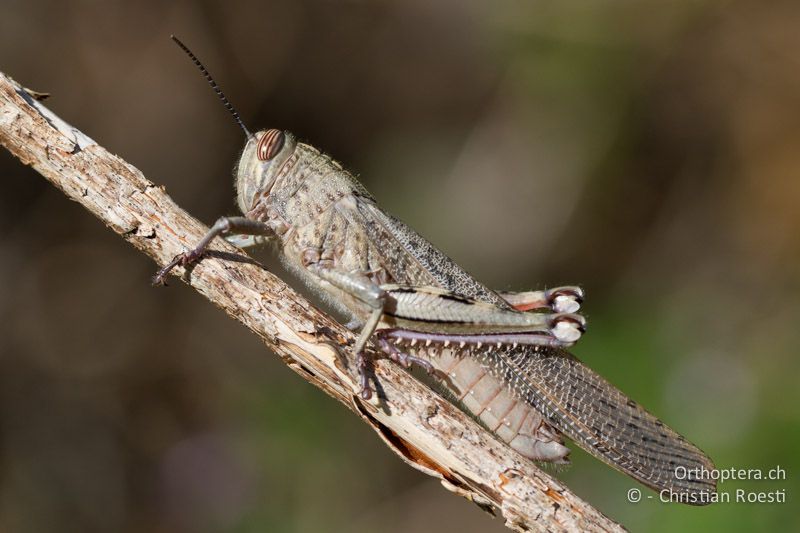 Anacridium aegyptium ♂ - CH, TI, Castel-San-Pietro, 03.09.2013