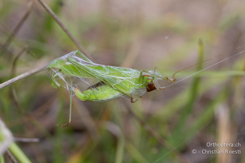 ♀ von Phaneroptera falcata im Spinnennetz - CH, VD, Cudrefin, 22.08.2009