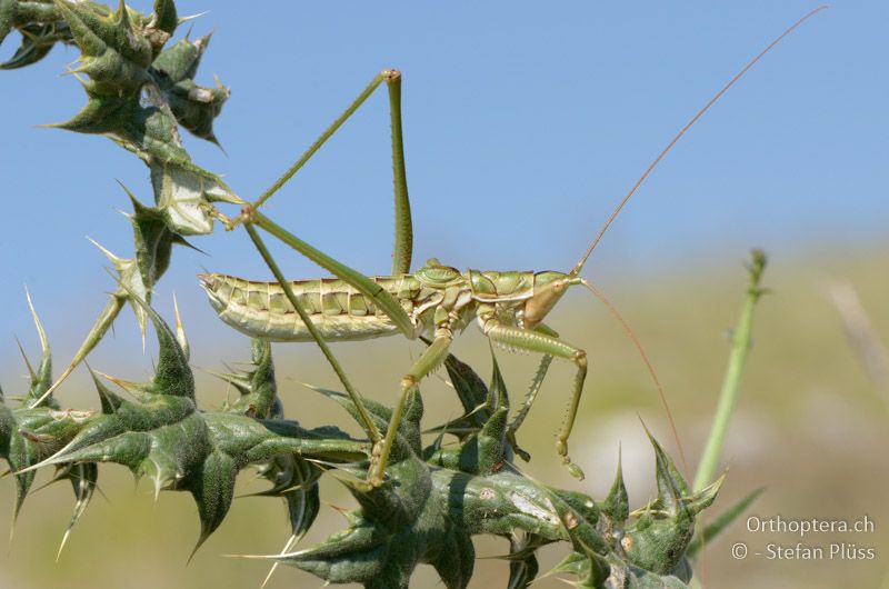 Saga rammei ♂ - GR, Zentralmakedonien, Alistrati, 07.07.2013