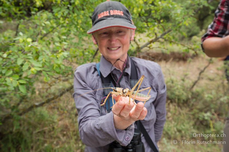 Erstauntes Lachen über den gewaltigen Brummer (Balkan-Sägeschrecke, Saga natoliae) - GR, Zentralmakedonien, Mt. Hortiatis, 04.07.2017