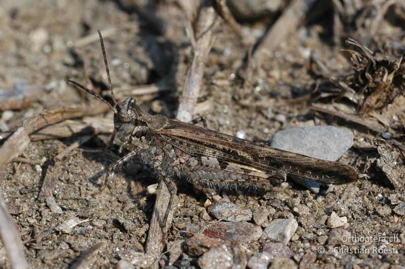 Acrotylus patruelis ♂ - CH, TI, Arzo, 13.09.2006