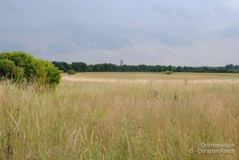 Steppenartige Magerwiese - AT, Niederösterreich, Ebergassing, 26.06.2008