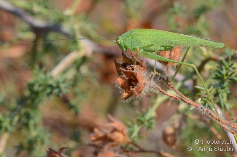 Phaneroptera nana ♀ - HR, Istrien, Premantura, 22.07.2015