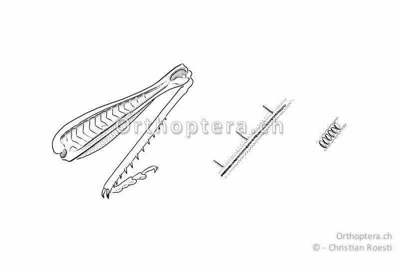 Rechtes Hinterbein von Chorthippus vagans ♂ und zwei Vergrösserungen der Schrillleiste mit den Schrillzäpfchen.